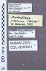 Etiketten zu Alaomorphus candezei (NHMW-ZOO-COL-0010081)